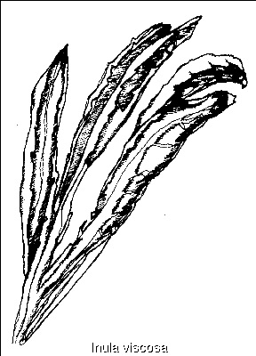 Inula viscosa