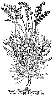 Lavandula angustifolia