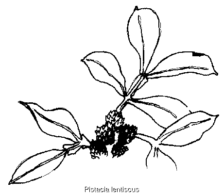 Pistacia Lentiscus
