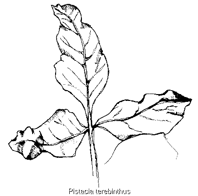 Pistacia Terebinthus